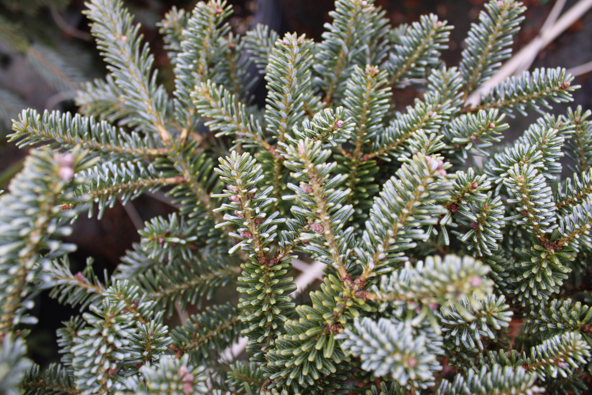 Abies koreana 